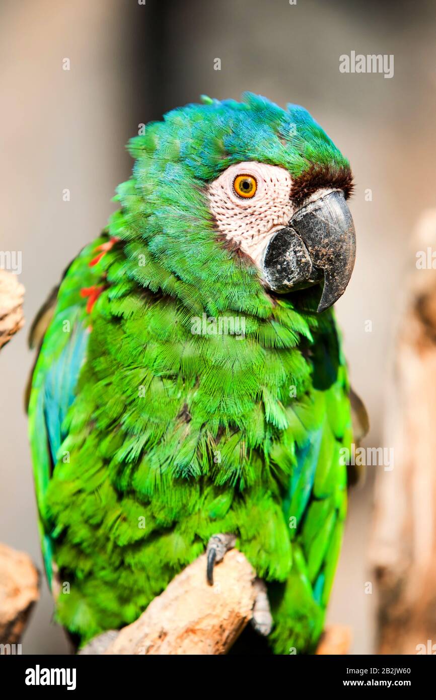 Severe macaw outlet