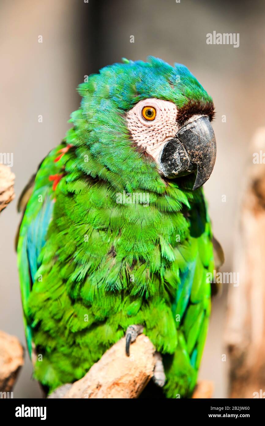 The Chestnut Fronted Macaw Or Severe Macaw Ara Severus Is One Of The  Largest Of The