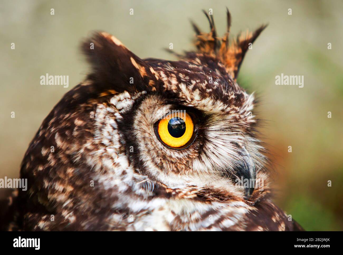 Owls Are The Order Strigiformes Constituting 200 Extant Bird Of Prey Species Most Are Solitary And Nocturnal Stock Photo