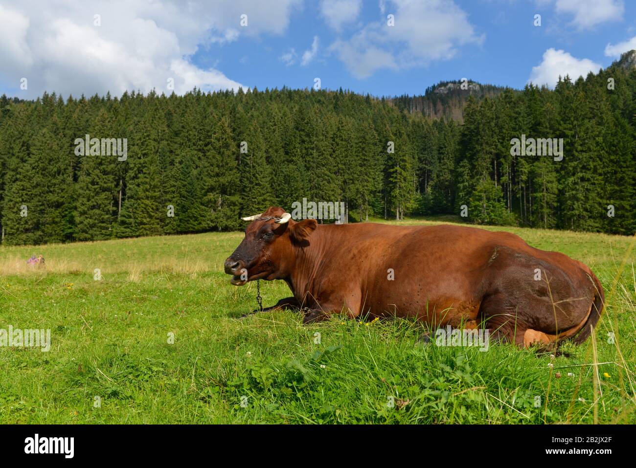Kuh, Dolina Koscieliska, Hohe Tatra, Polen Stock Photo