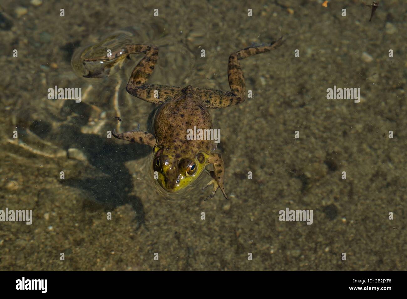 View of Sproat Lake provincial park during the summer season, frog in