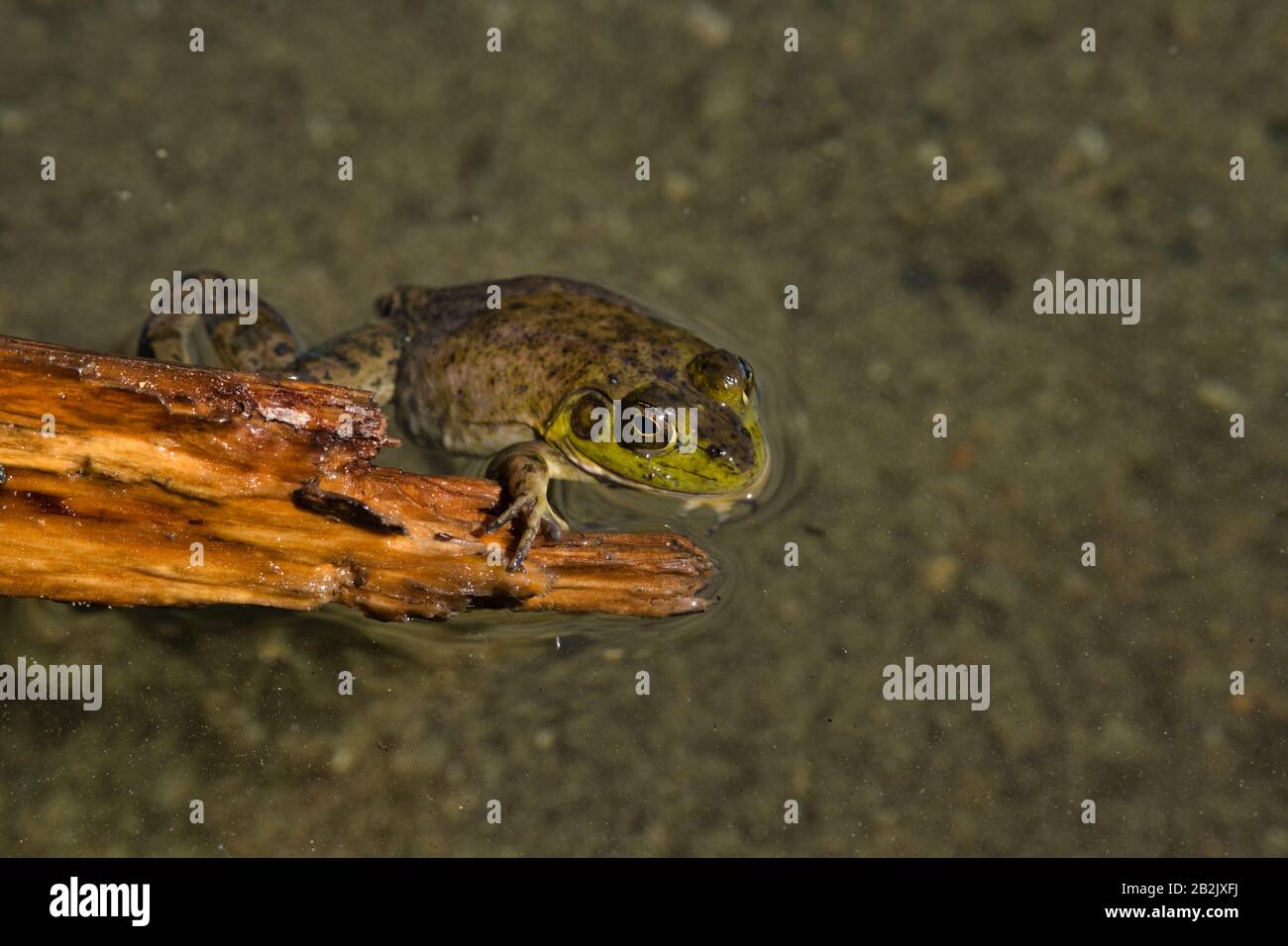 View of Sproat Lake provincial park during the summer season, frog in
