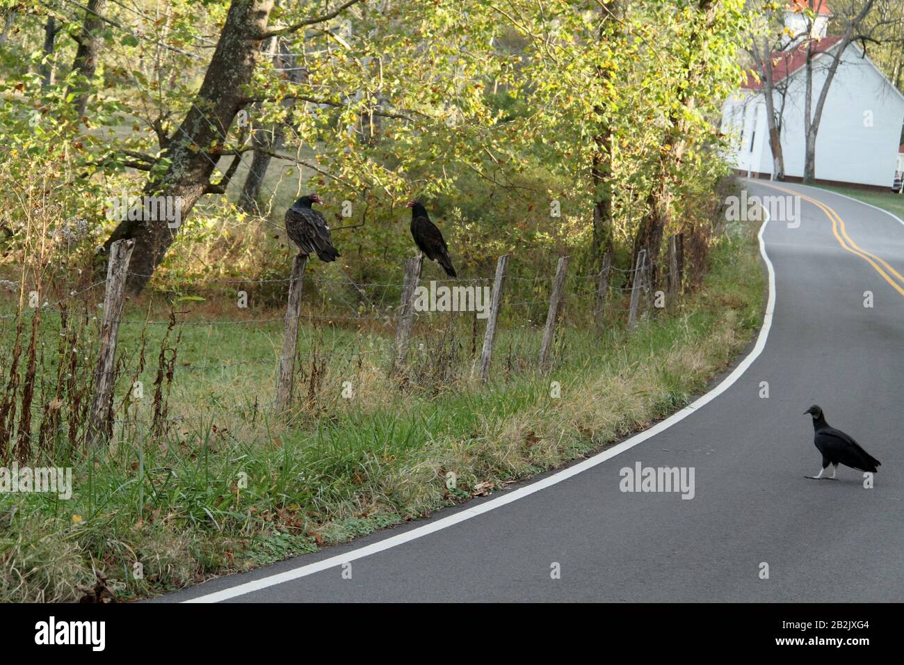 Turkey vultures in rural Virginia, USA Stock Photo Alamy