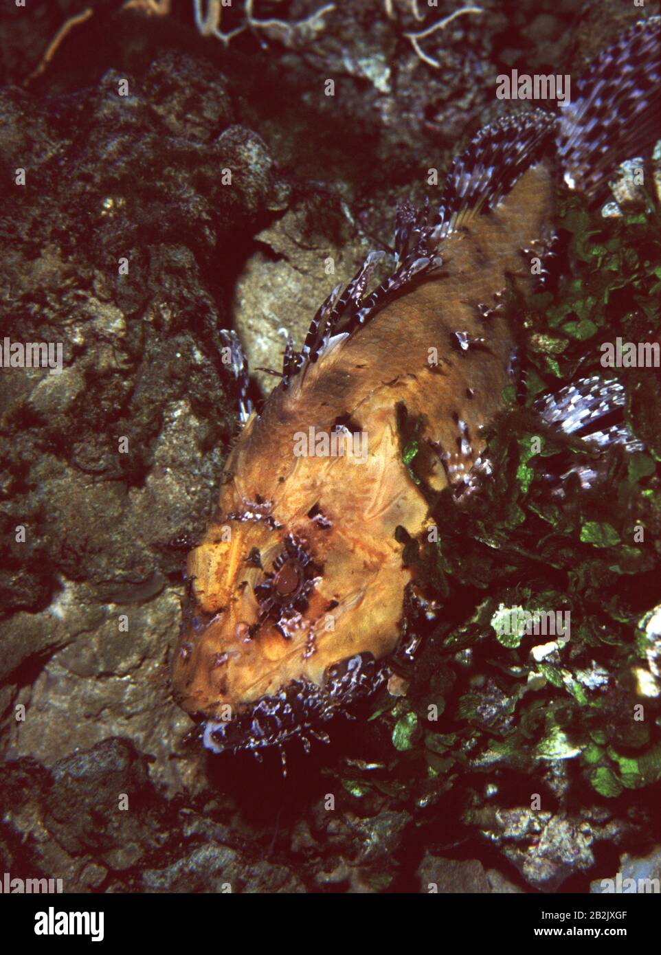 Great rockfish, Scorpaena scrofa Stock Photo