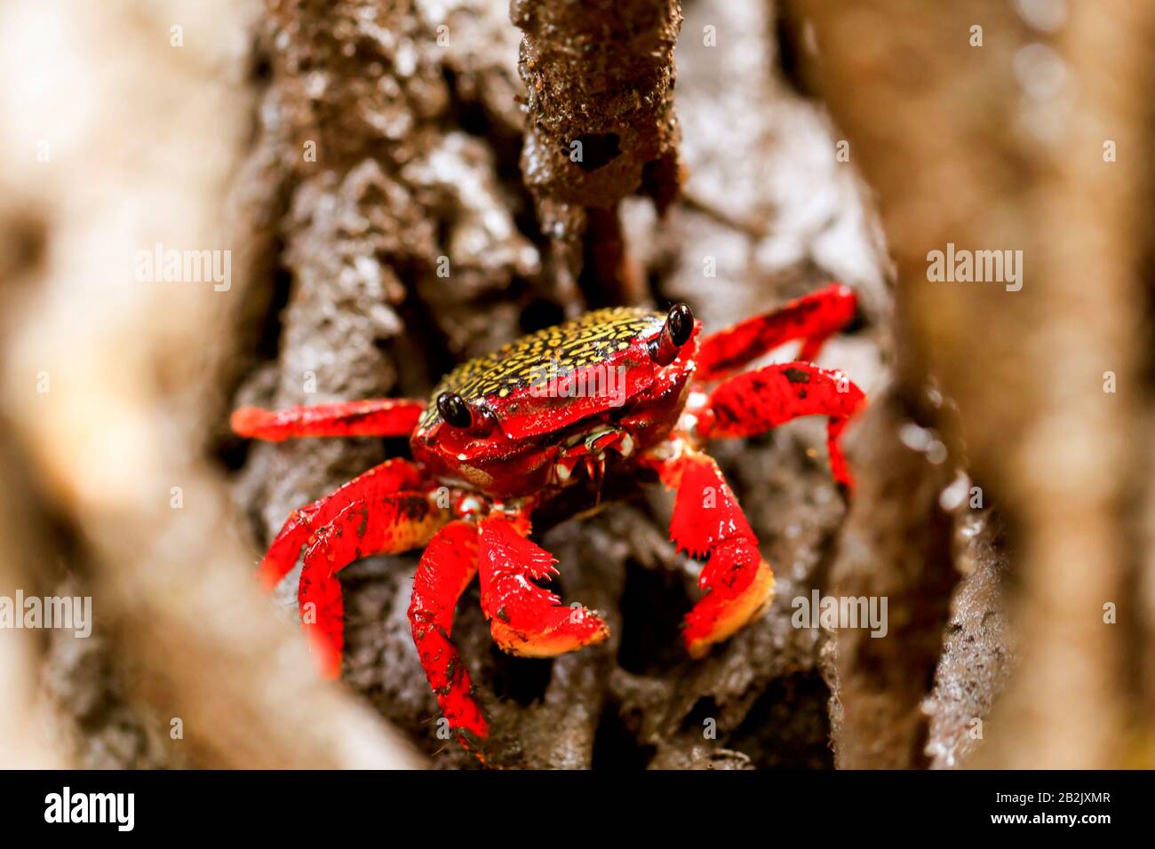 Mangrove Root Crab In His Natural Environment Stock Photo
