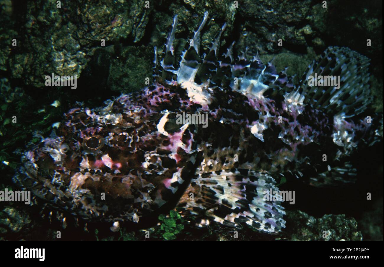 Brown rockfish, Scorpaena porcus Stock Photo