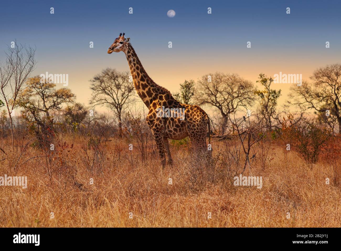 Giraffe in Sunset in Kruger National Park, South Africa Stock Photo