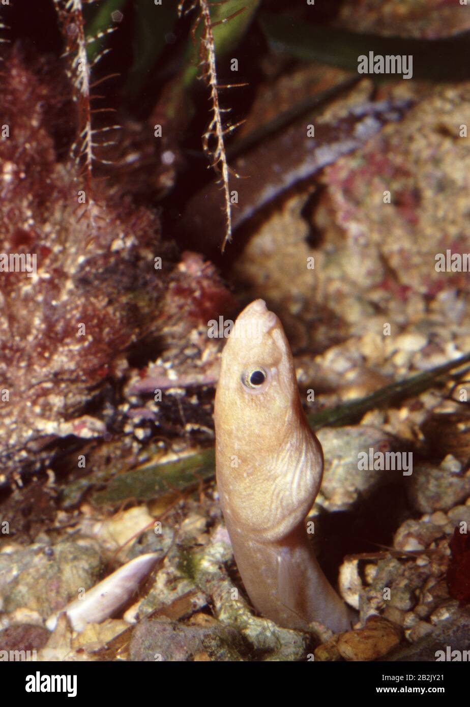 Rufus snake-eel, Ophichthus rufus Stock Photo