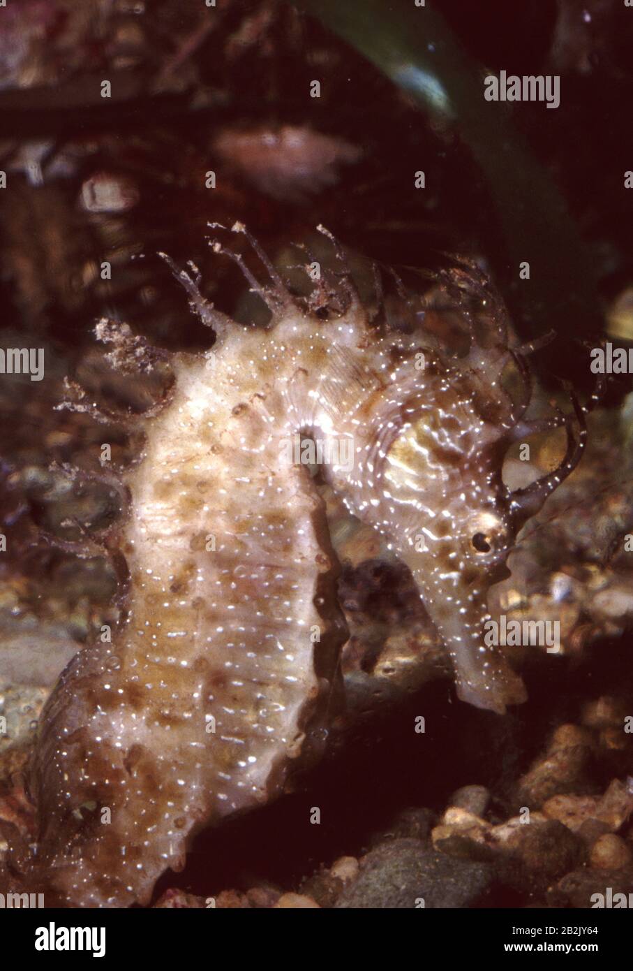 Long-snouted seahorse, Hippocampus ramulosus Stock Photo