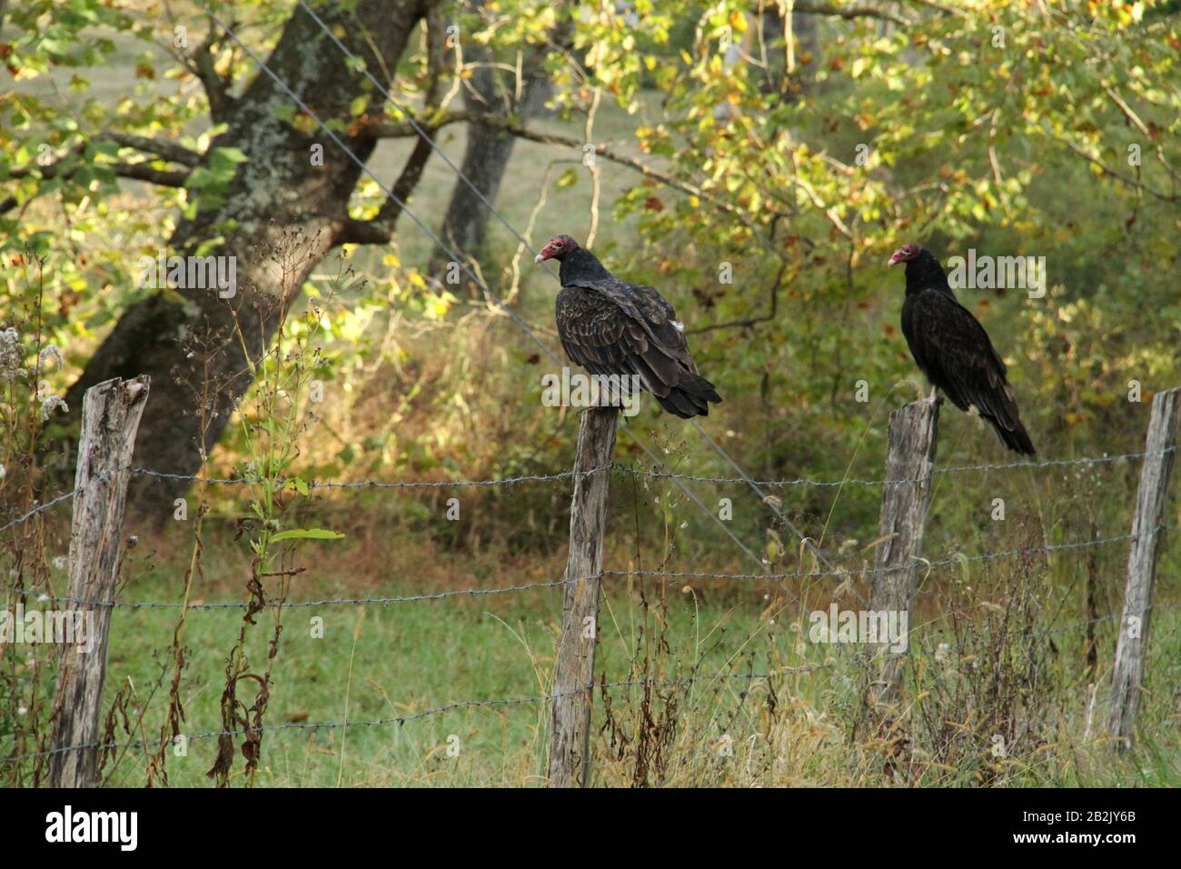 Vultures beak hires stock photography and images Alamy