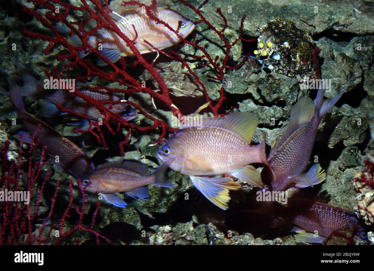 Mediterranean fairy basslet, Anthias anthias Stock Photo