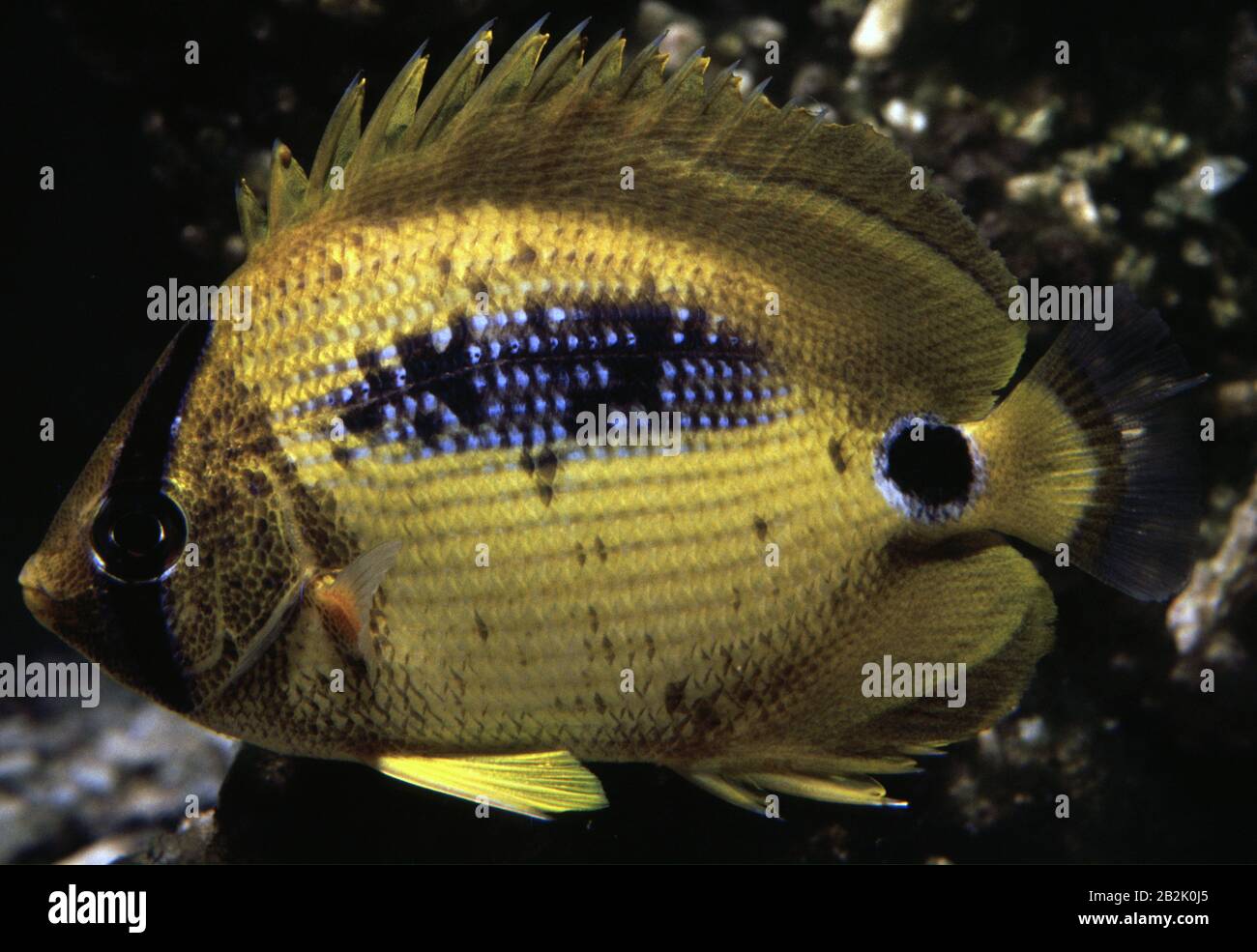 Bluespot butterflyfish, Chaetodon plebeius Stock Photo