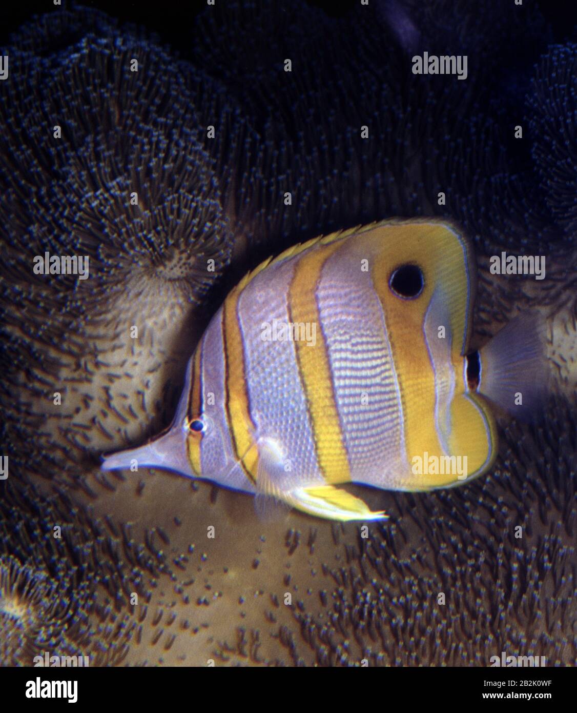 Beaked or Copper-banded butterflyfish, Chelmon rostratus Stock Photo