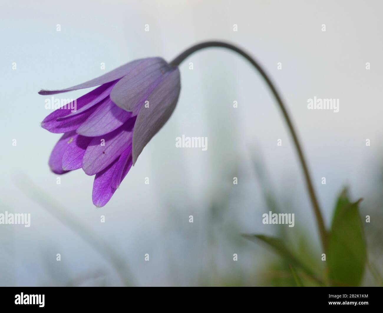 Close-up of stamens and pistil of purple wildflowers against the sky background Stock Photo