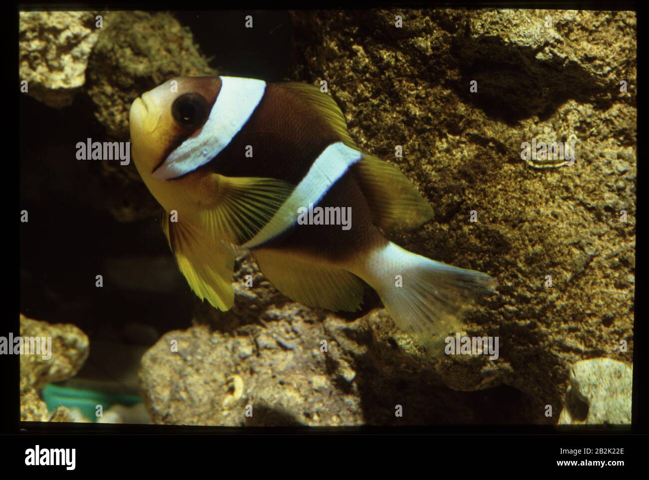 Sebae anemonefish, Amphiprion sebae Stock Photo