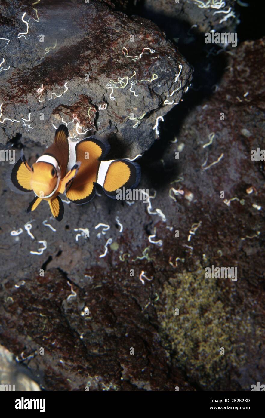 False clown anemonefish (Amphiprion ocellaris) guarding its eggs Stock Photo