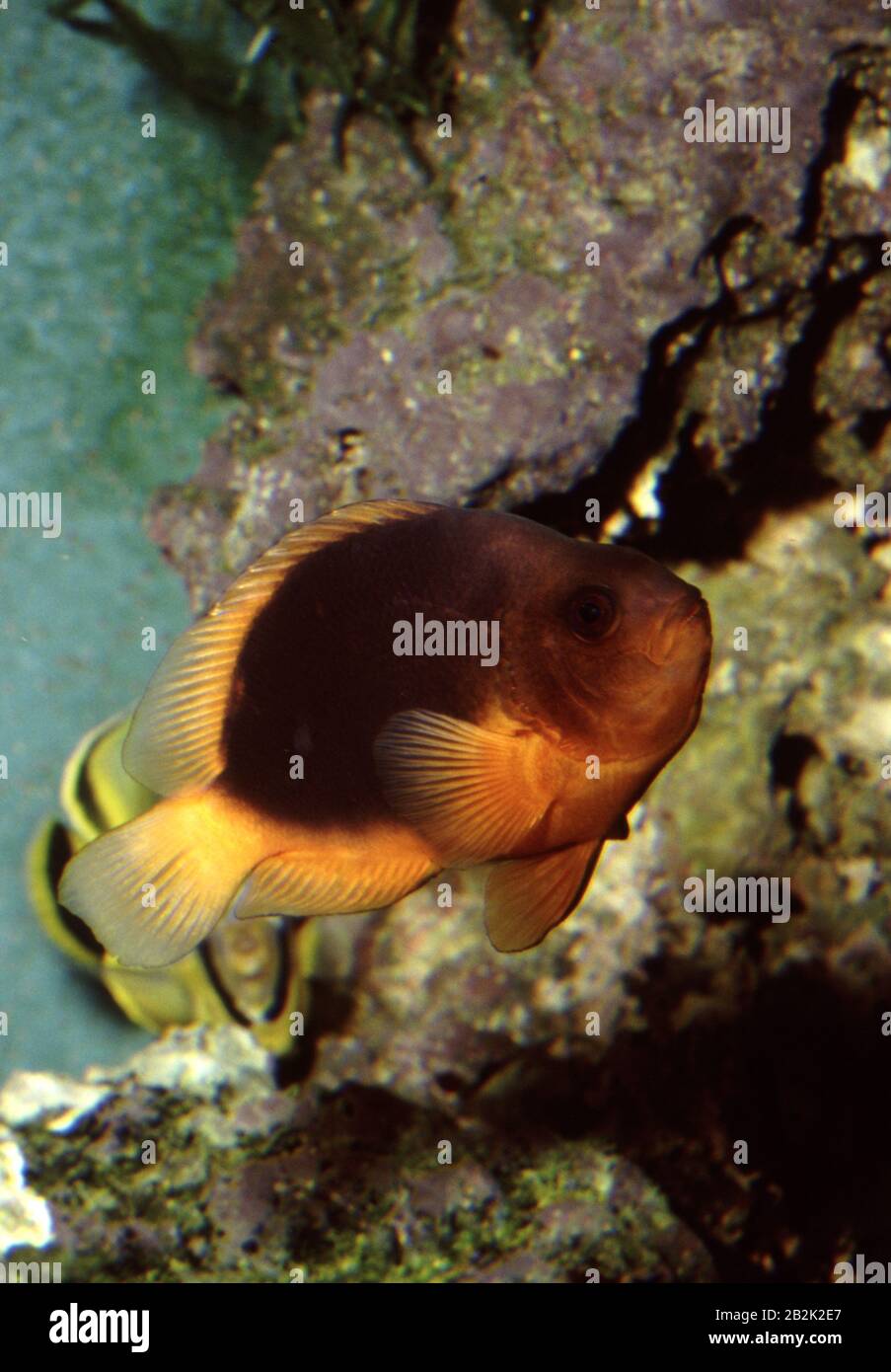 Red saddleback anemonefish, Amphiprion ephippium Stock Photo