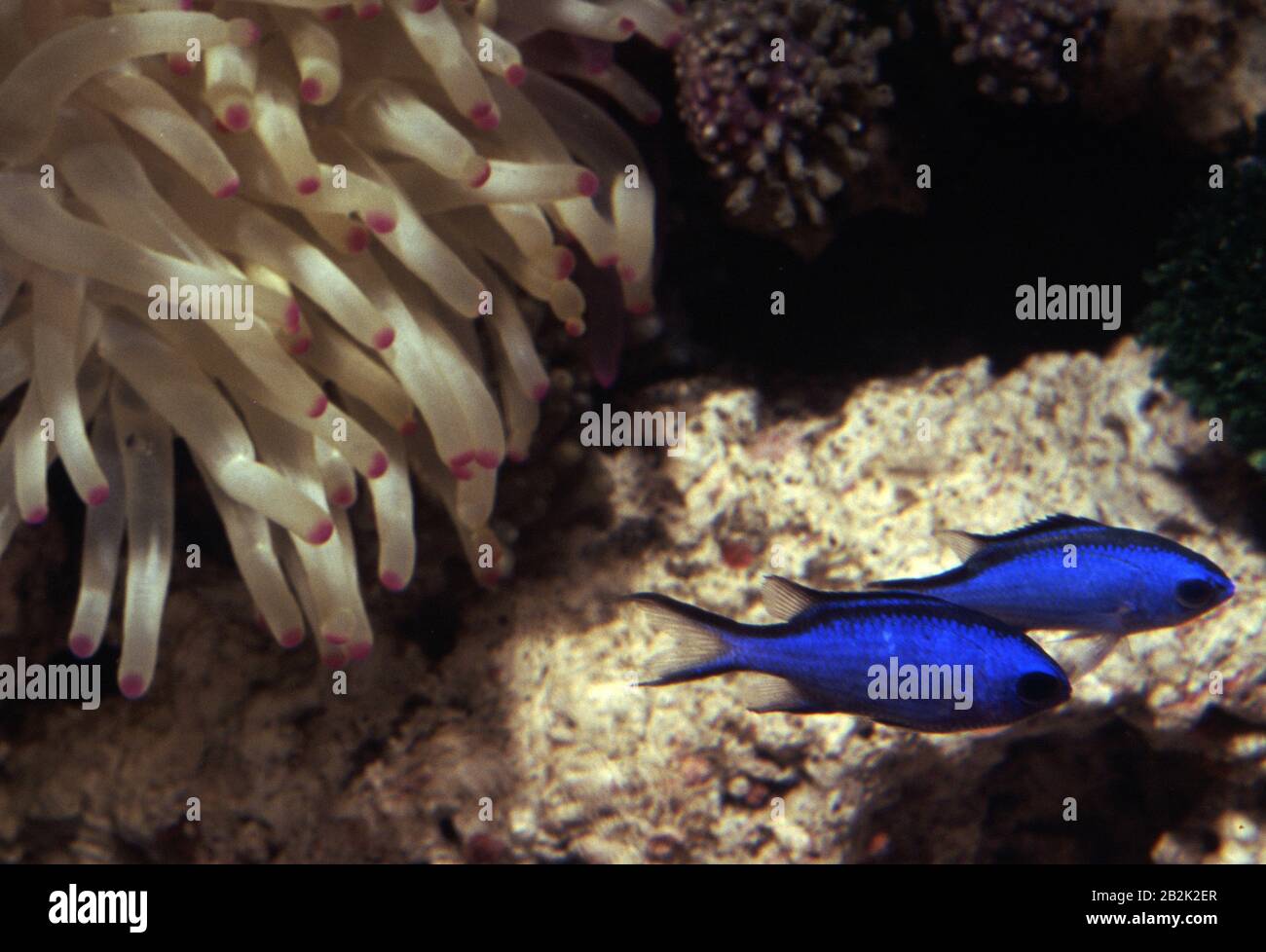 Pair of Blue chromis, Chromis cyanea Stock Photo
