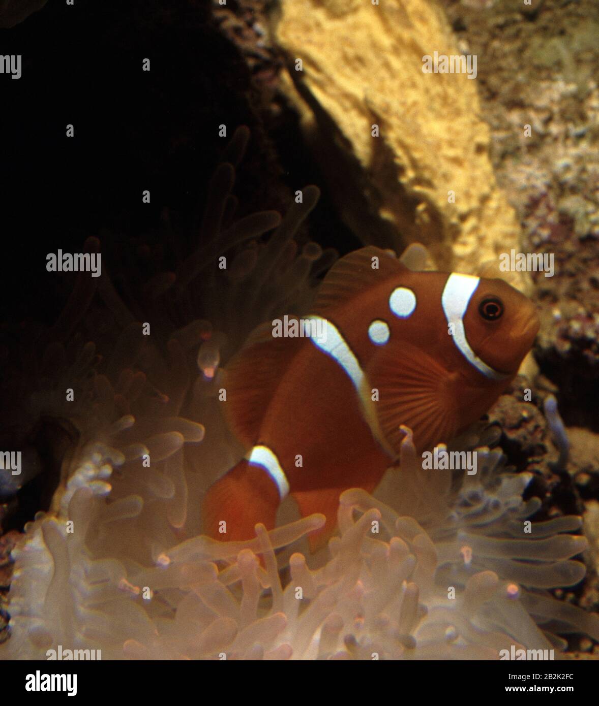 Spinecheek anemonefish, Premnas biaculeatus Stock Photo