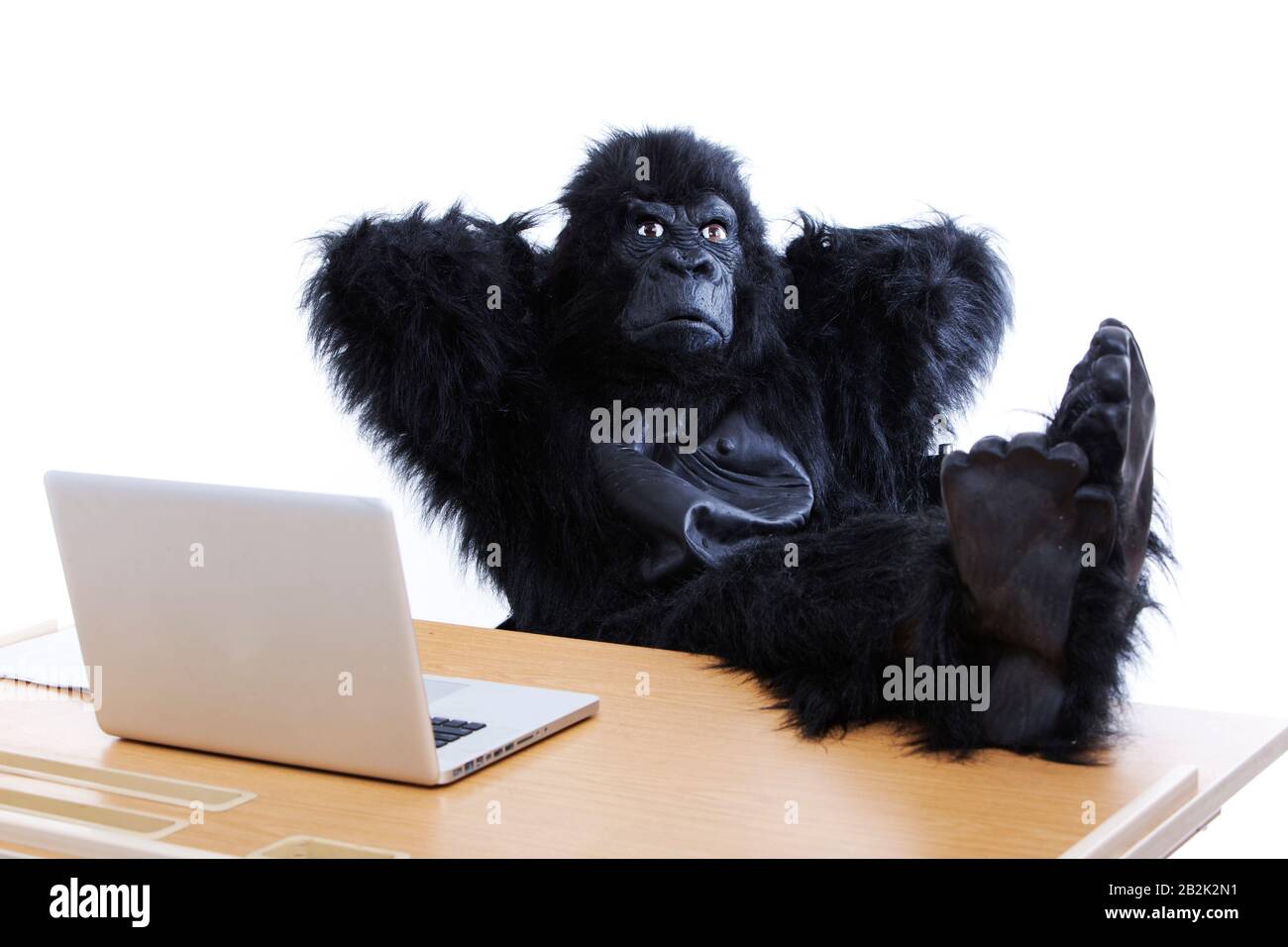 81 Gorilla Gadgets Stock Photos, High-Res Pictures, and Images - Getty  Images