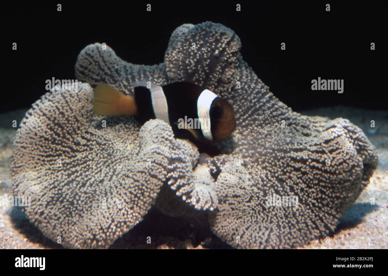 Clark's anemonefish (Amphiprion clarkii) symbiotic with Haddon's carpet anemone (Stichodactyla haddoni) Stock Photo