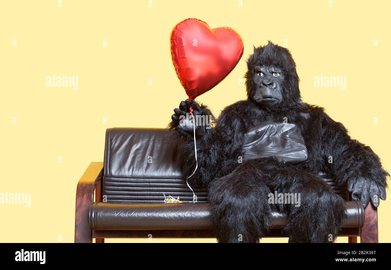 Young man dressed in gorilla costume holding heart shaped balloon sitting on sofa over colored background Stock Photo