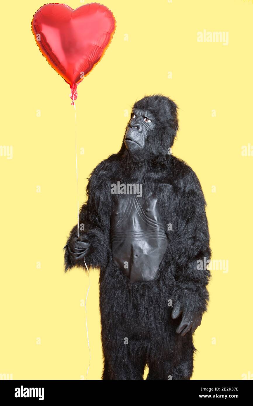 Young man dressed in gorilla costume looking at heart shaped balloon standing over yellow background Stock Photo