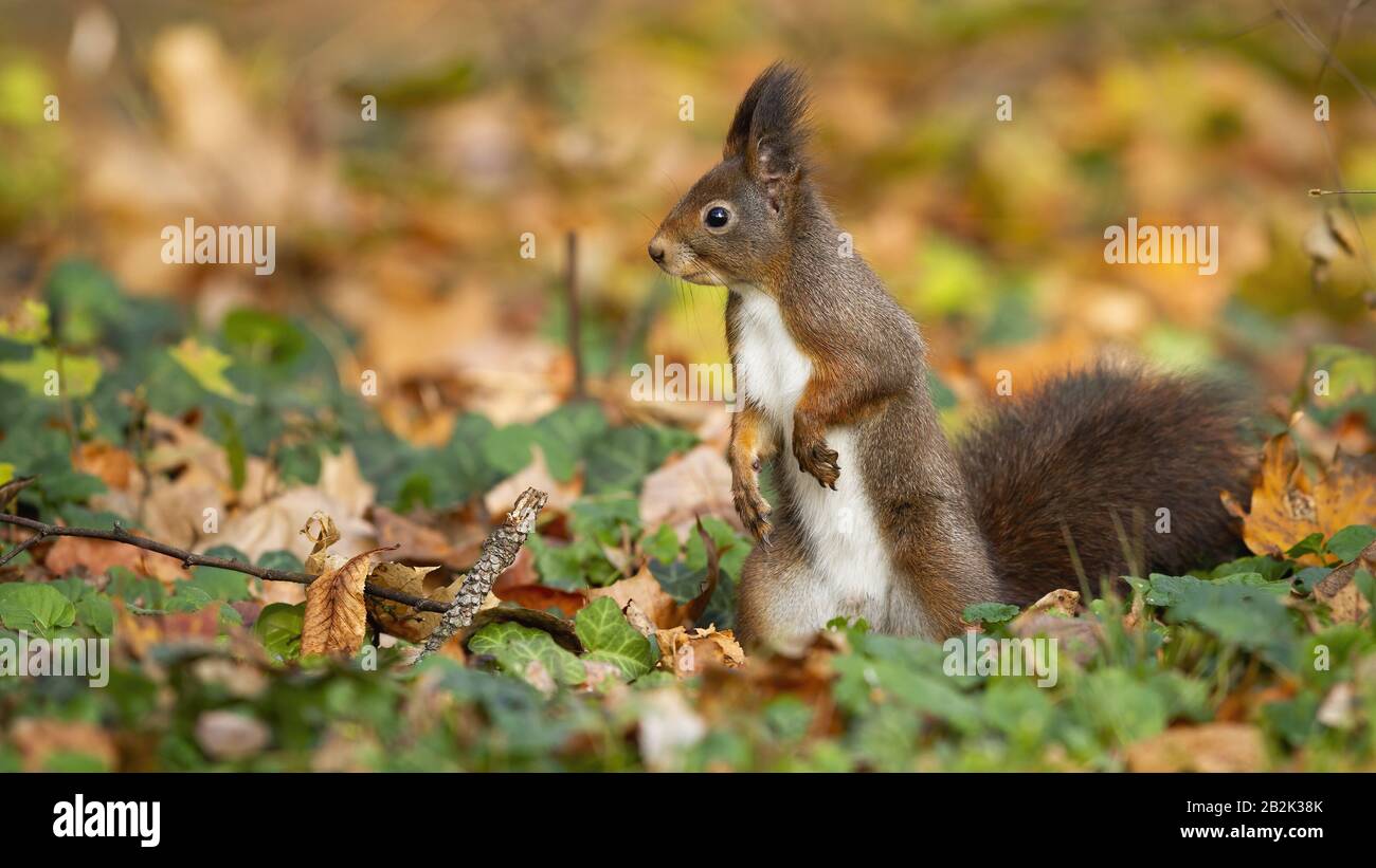 Cute Red Squirrel Sciurus Vulgaris Standing On The Colorful Foliage Cute Red Squirrel Sciurus Vulgaris Standing On The Colorful Foliage