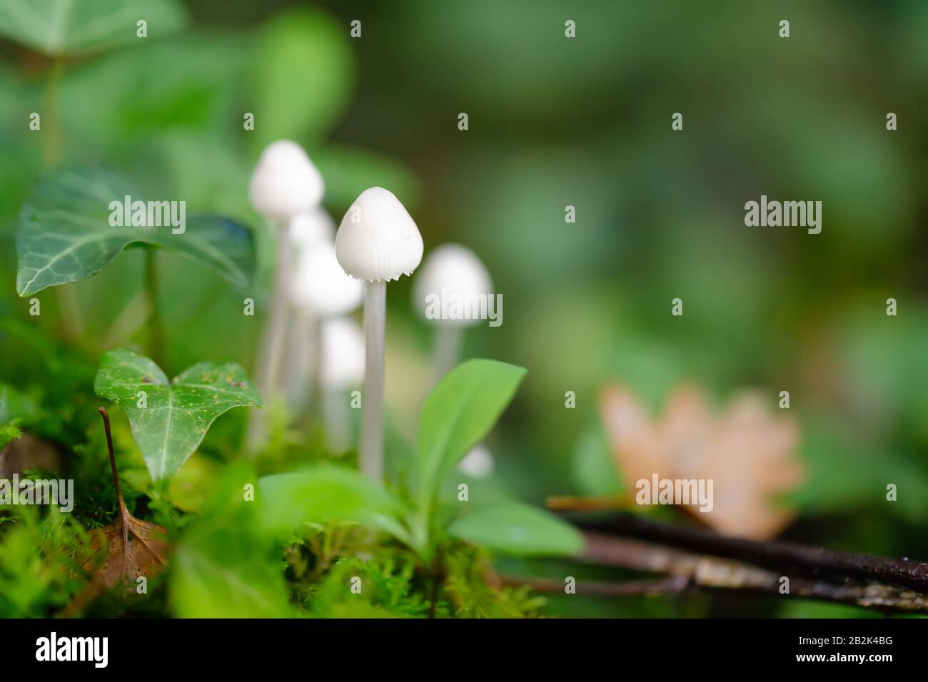 Young bolbitius lacteus mushroom growing in the wet moss of a temperate forest. Stock Photo