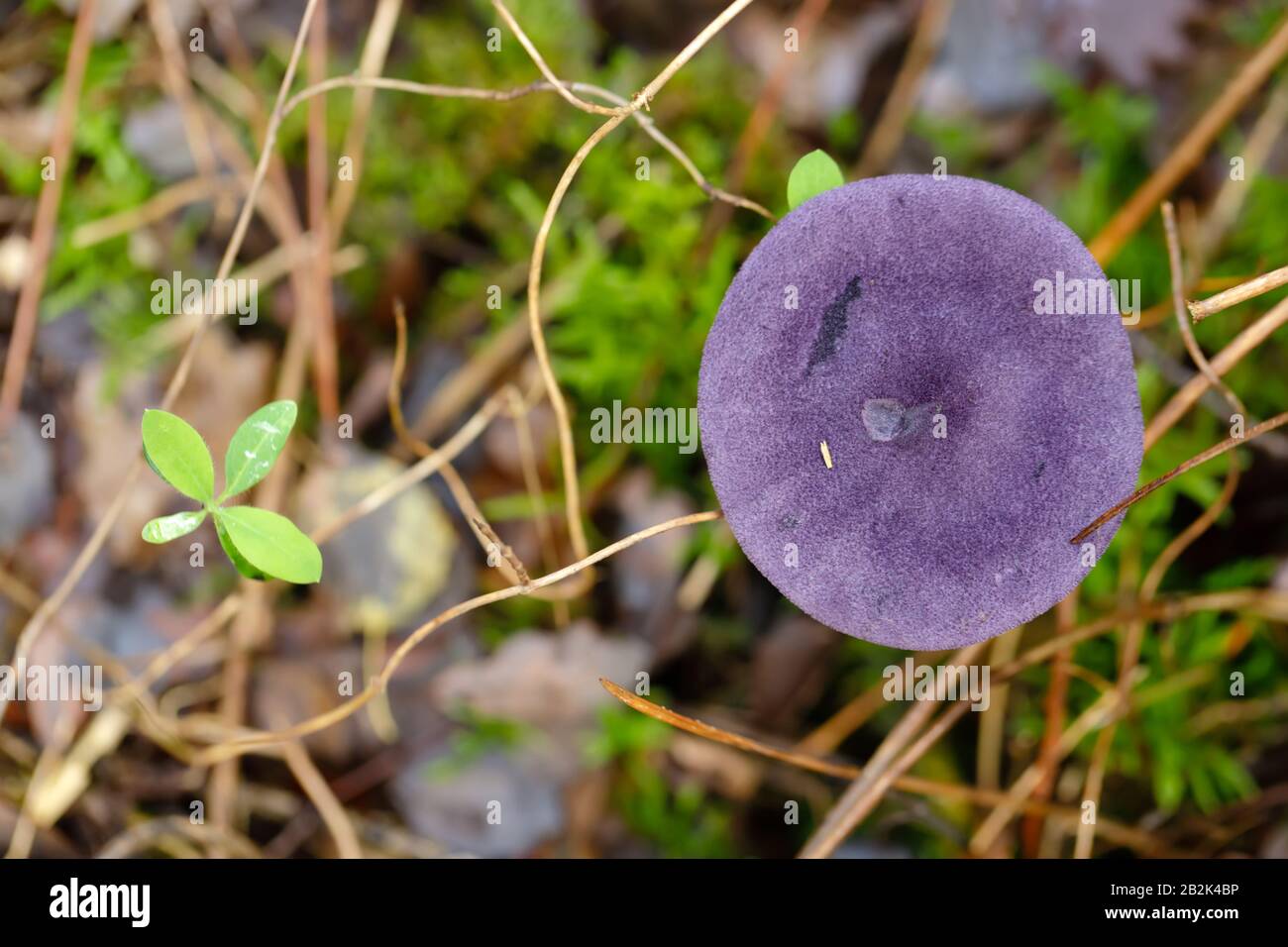 top view of a Violet Webcap mushroom growing in the wet moss of a temperate forest. Stock Photo