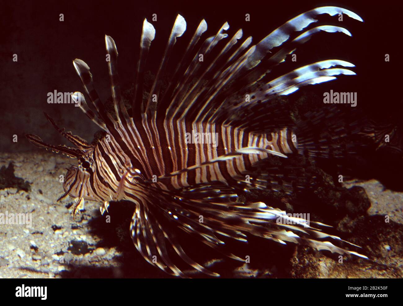 Common lionfish or Turkeyfish, Pterois volitans Stock Photo