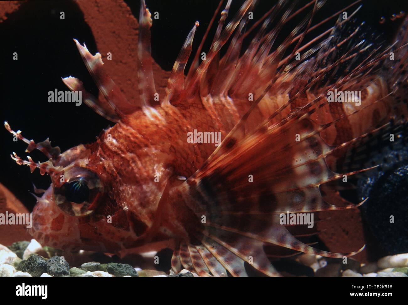 Spotfin lionfish, Pterois antennata Stock Photo