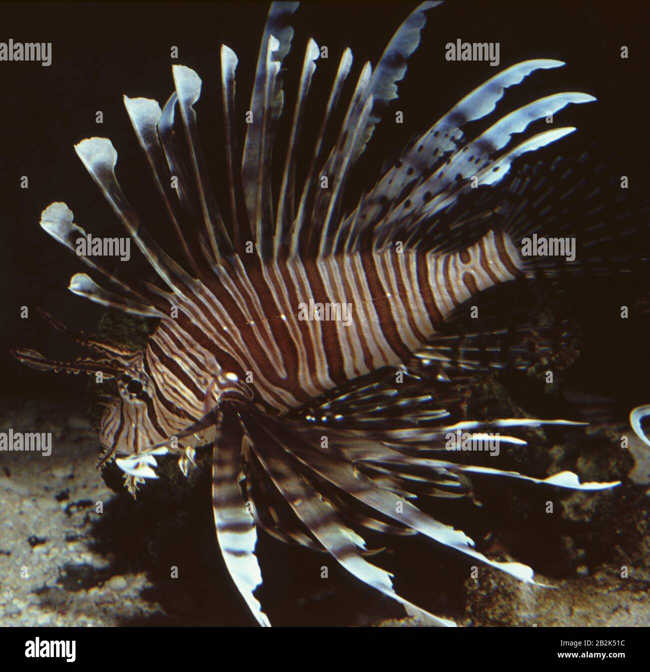 Common lionfish or Turkeyfish, Pterois volitans Stock Photo