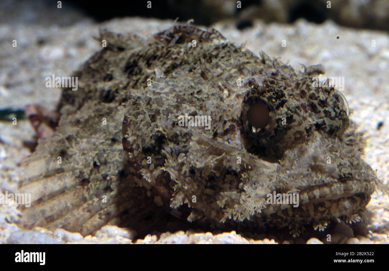 Tassled scorpionfish, Scorpaenopsis oxycephala Stock Photo