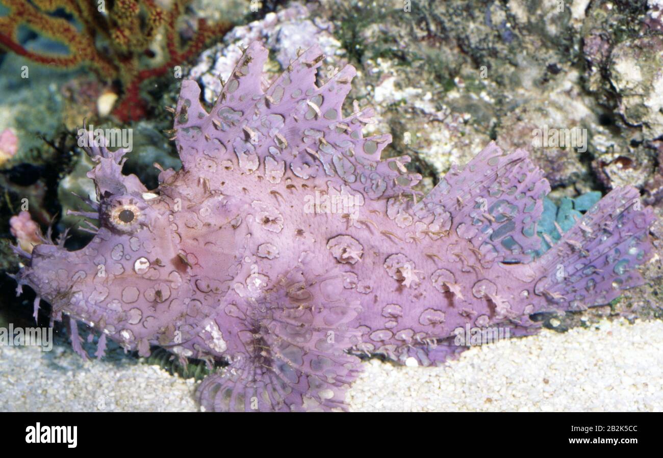 Weedy scorpionfish, Rhinopias frondosa Stock Photo