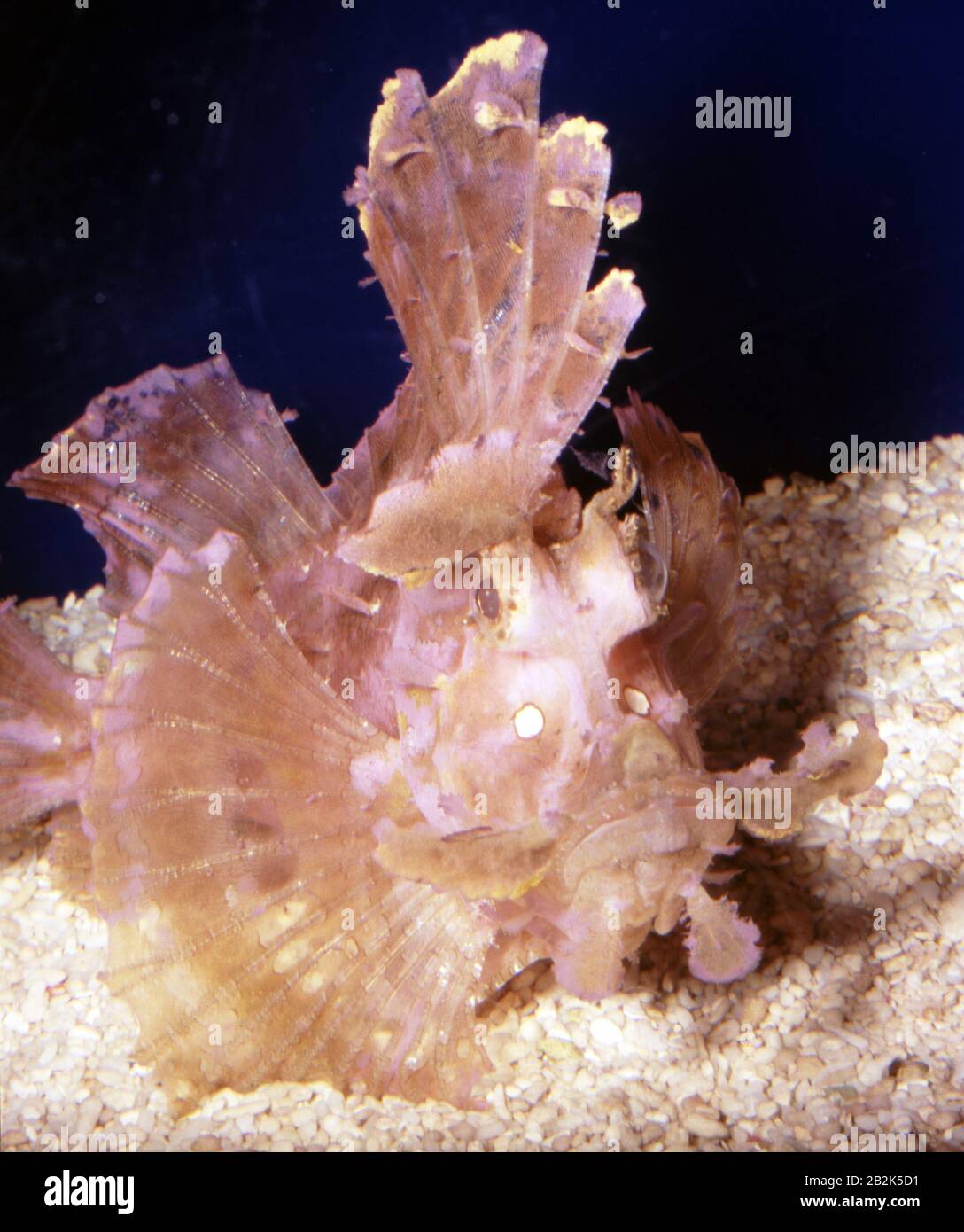 Merlet's scorpionfish, Rhinopias aphanes Stock Photo