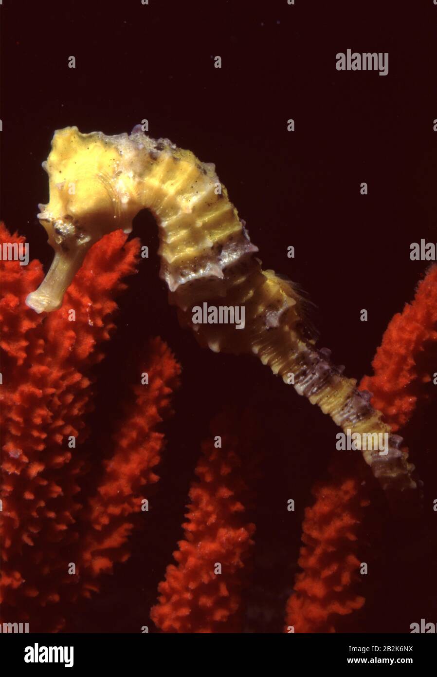 Spotted or Yellow or Giant seahorse, Hippocampus kuda Stock Photo