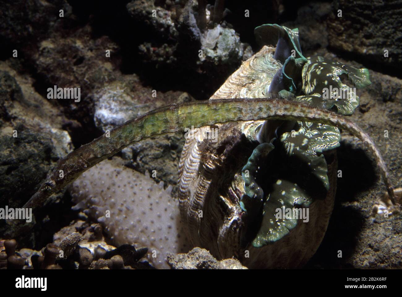 Alligator or double-ended pipefish, Syngnathoides biaculeatus Stock Photo