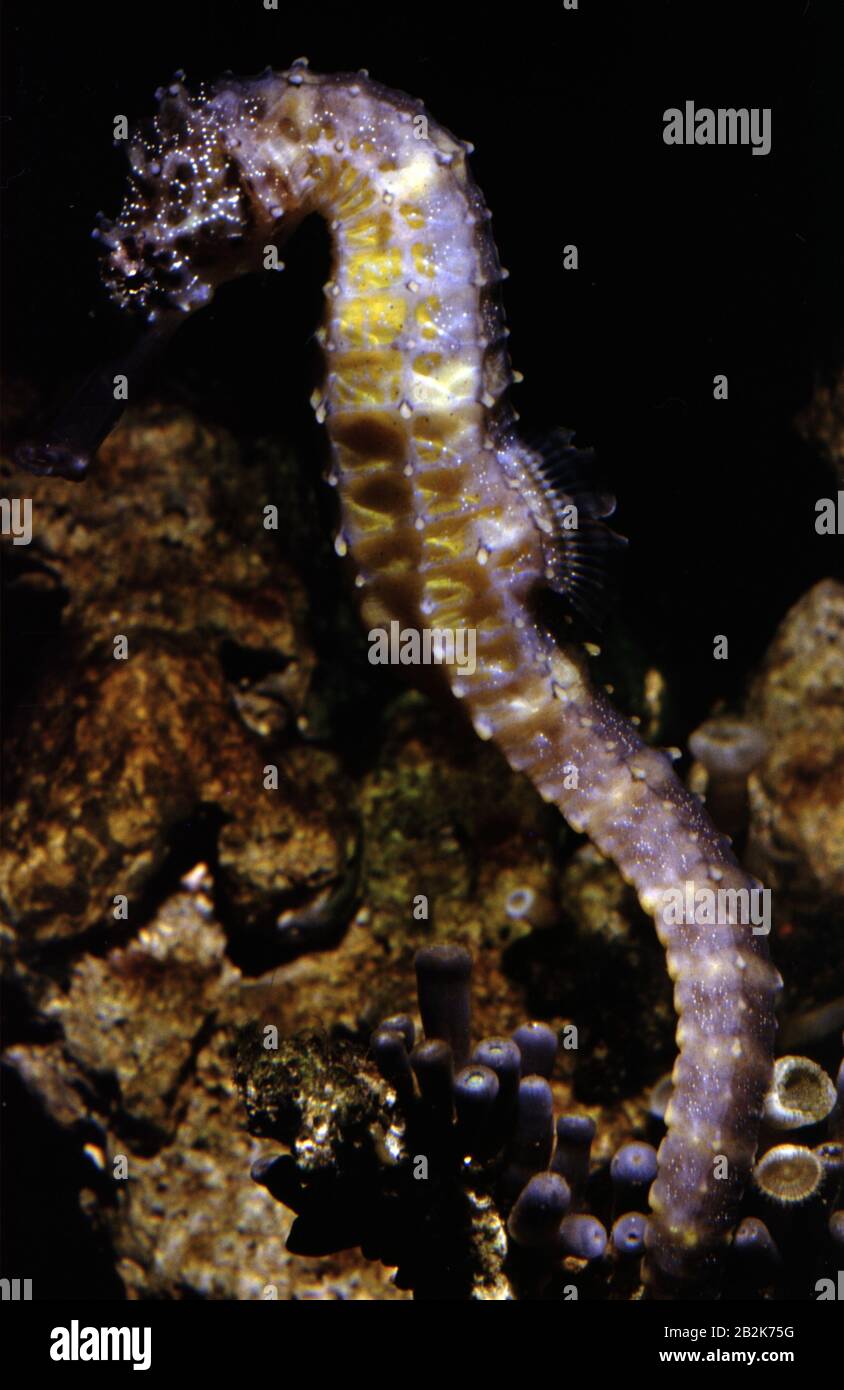 Tiger tail seahorse, Hippocampus comes Stock Photo