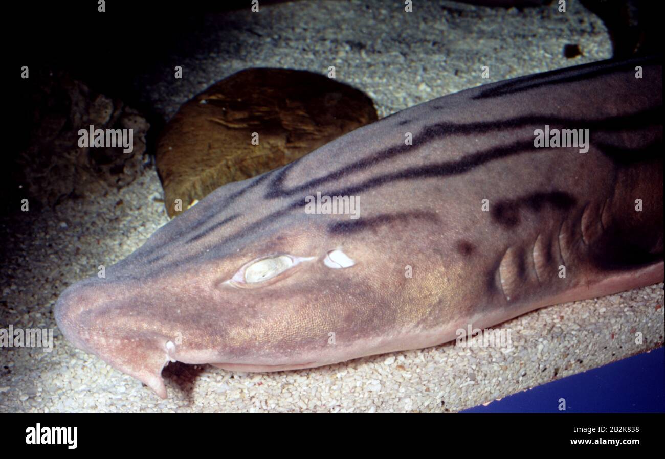Striped cat shark or Pijama shark, Poroderma africanum Stock Photo