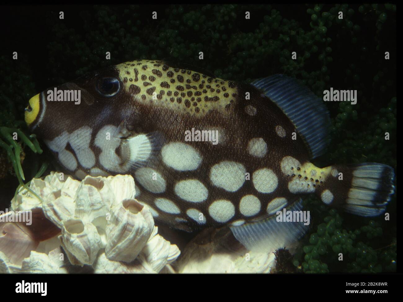 Clown triggerfish, Balistoides conspicillum Stock Photo