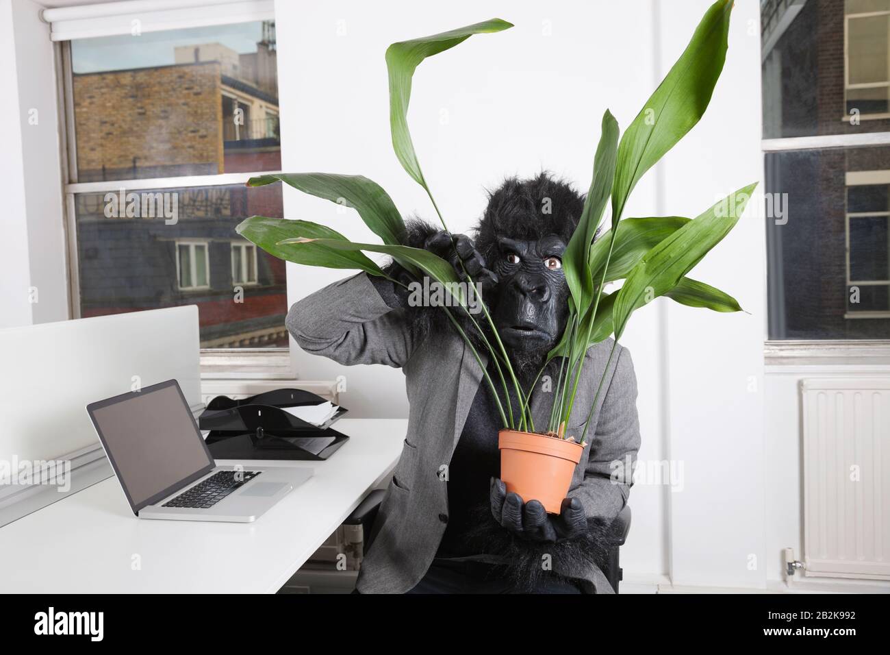 Frightful young man in gorilla mask looking through pot plant Stock Photo