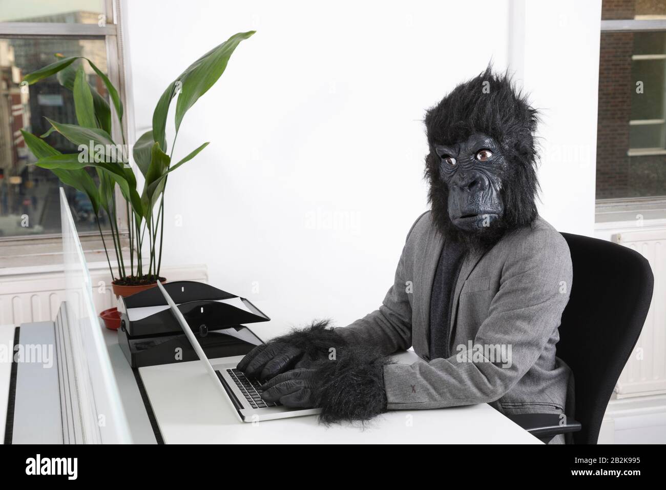 Portrait of young man in gorilla mask using laptop at office Stock Photo