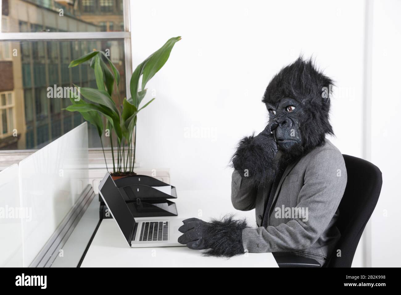 Young man in gorilla mask picking his nose in front of laptop at office Stock Photo