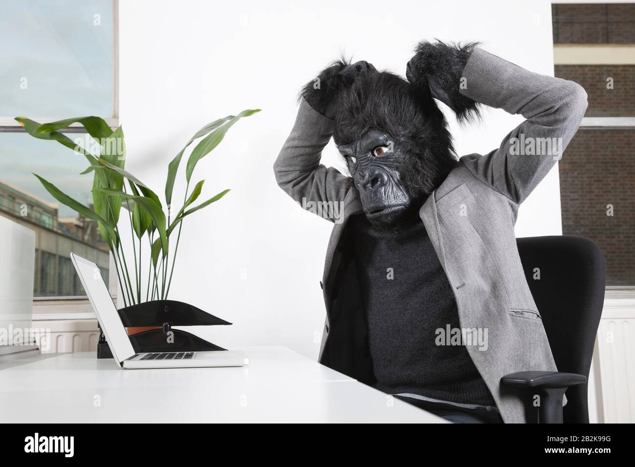 Angry young man in gorilla mask looking at laptop at office Stock Photo