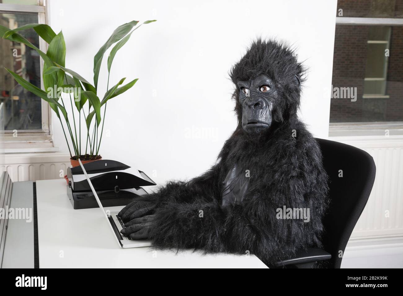 Side view of young man in gorilla costume using laptop at office Stock Photo