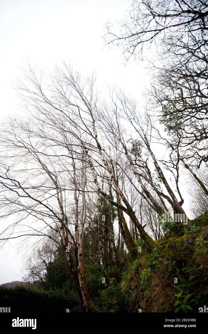Looking Up To Trees In Killarney National Park Stock Photo