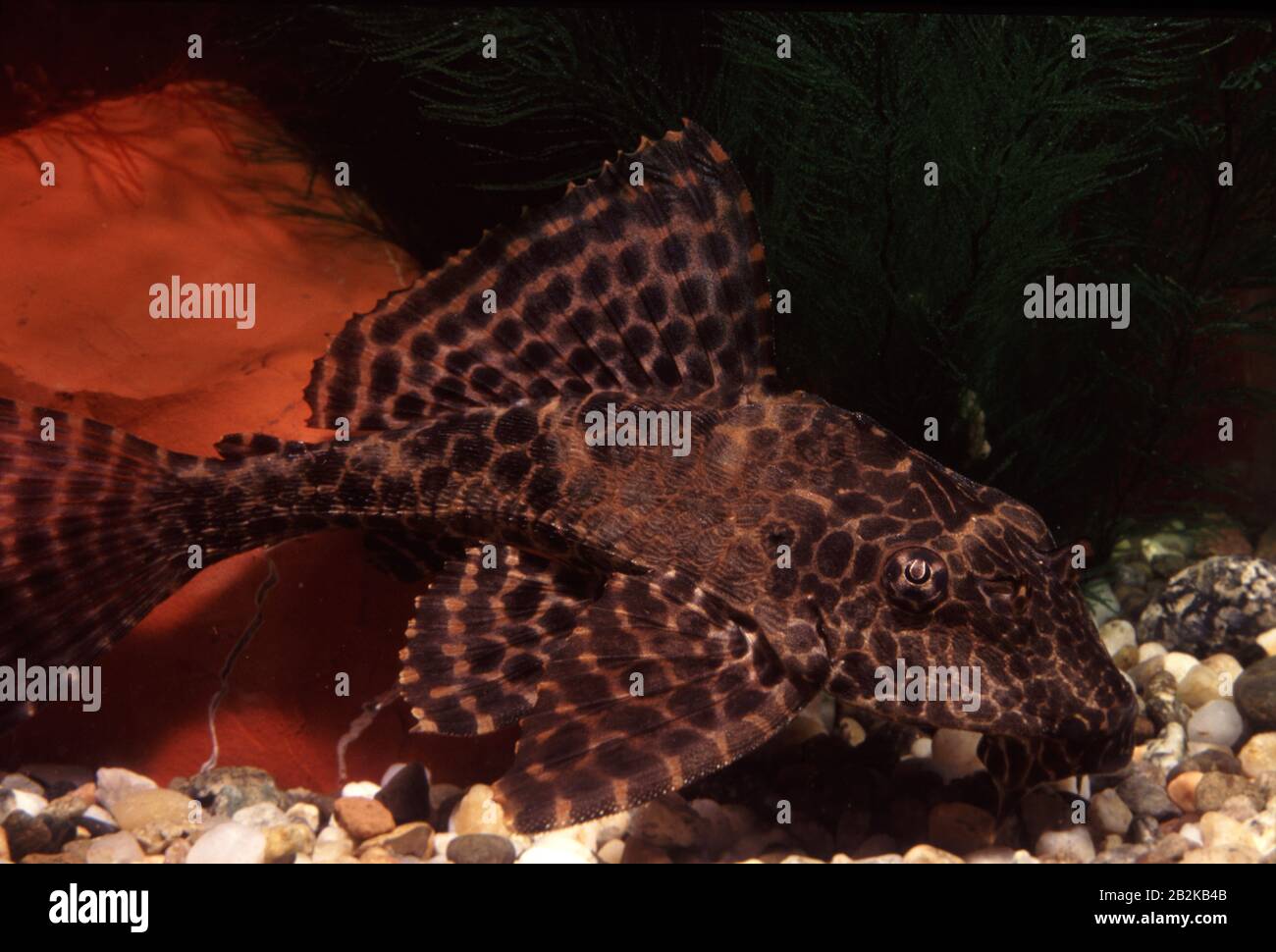 Spotted sailfin pleco, Glyptoperichthys gibbiceps Stock Photo