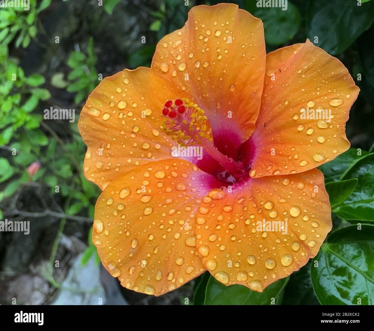 A water drops on red flower Hibiscus rosa-sinensis, close up. A drops of rain on petals of orange Hibiscus rosa sinensis. Stock Photo