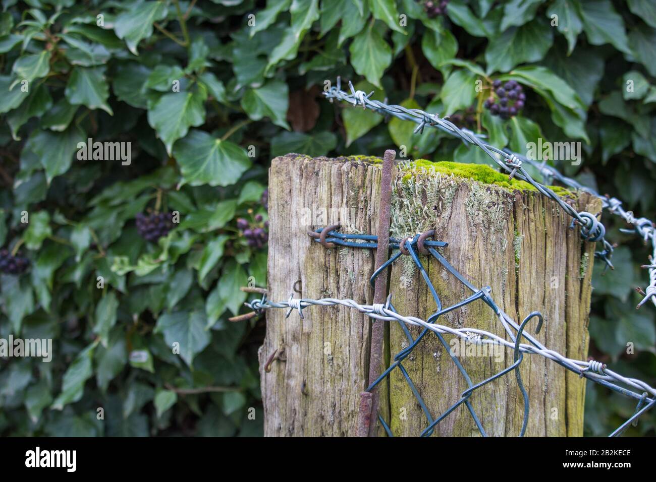 barbed wire loop hanging over old railway sleeper Stock Photo